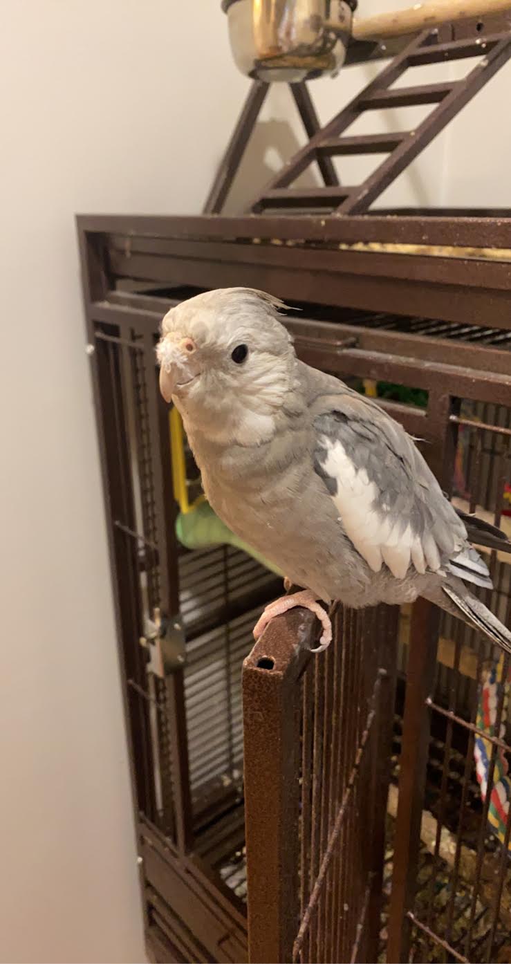 Cute grey and white cockatiel bird in indoor and outdoor settings.