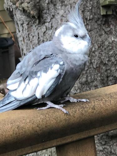Lost my baby cockatiel in February. I check Pawboost every day. Today, a tiel that resembles him was listed as found a few towns over. Nim was 6 months old when he flew away, and hadn't gone through his first molt. His feathers were changing color. Does this look like it could be the same bird?