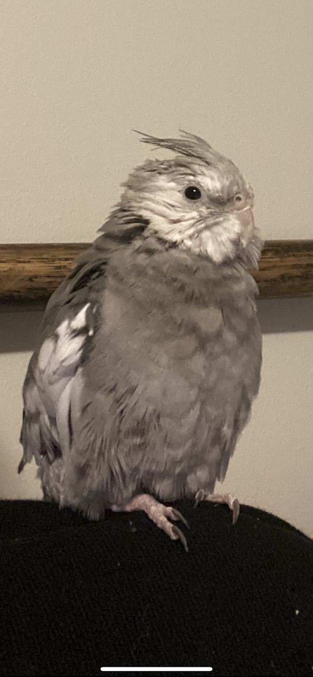 Cute grey and white cockatiel bird in indoor and outdoor settings.