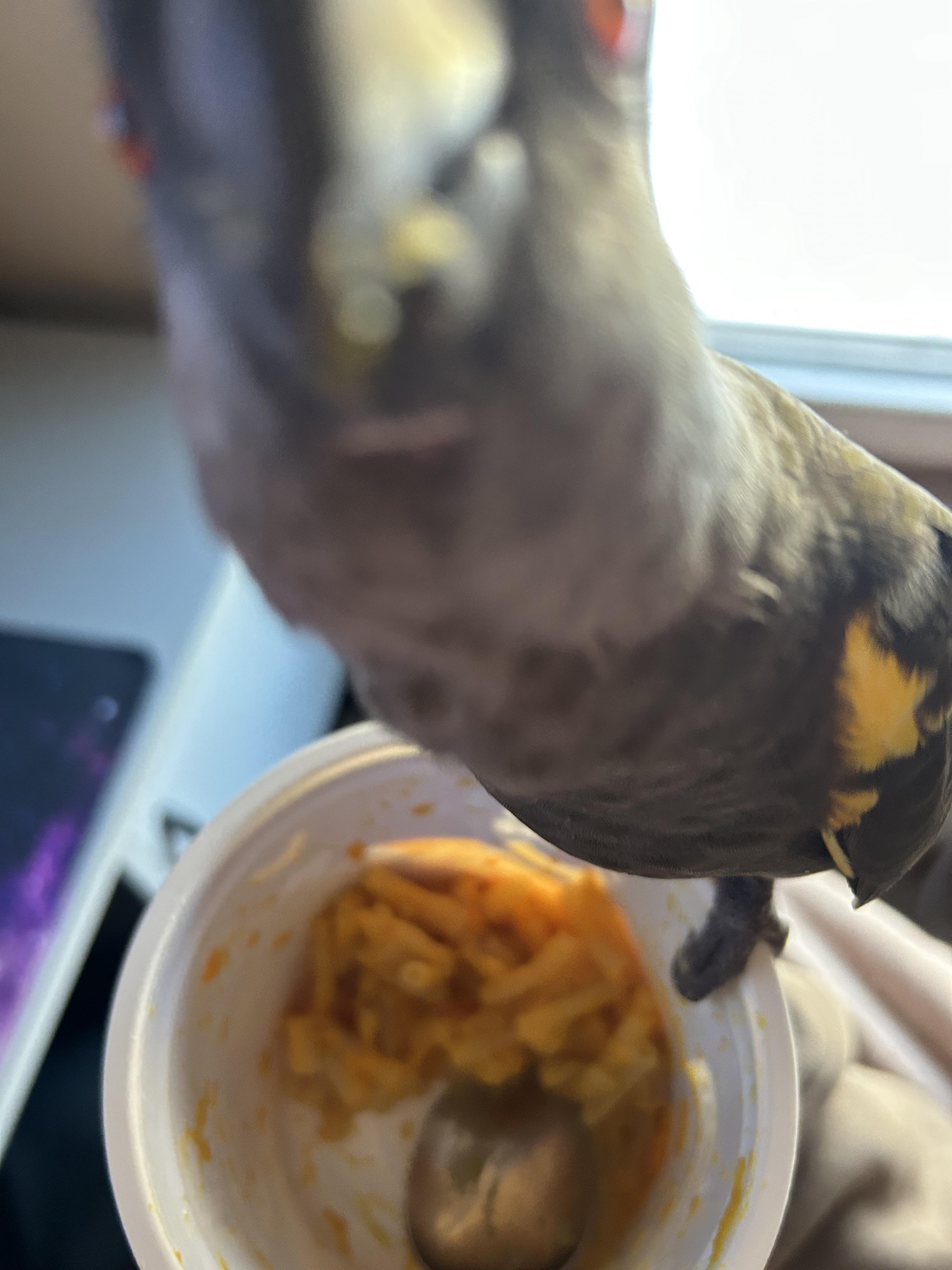 He wanted some Mac and cheese, he never lets me get a good picture