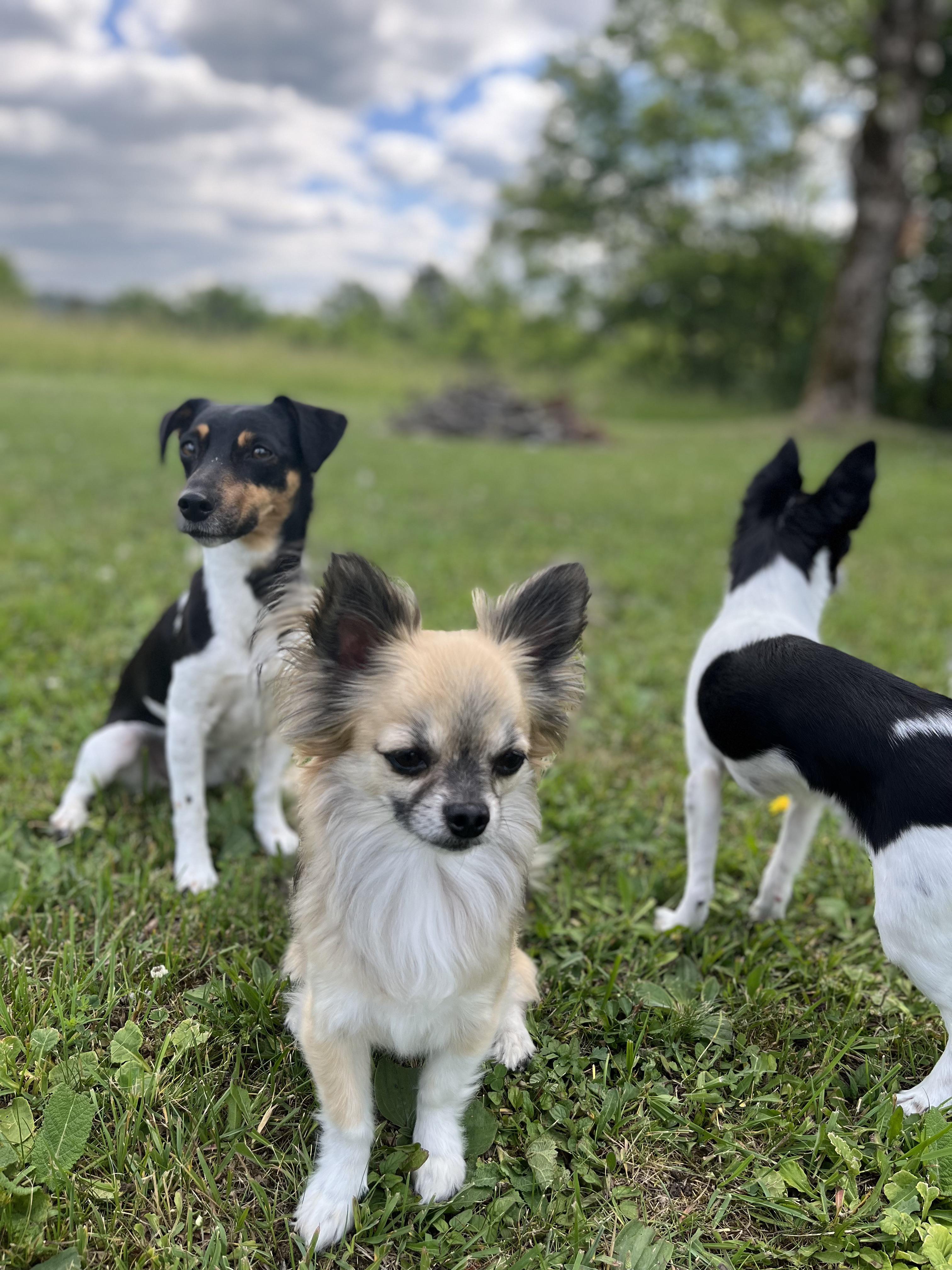 Chivettes, including a small long-haired dog and a black and white Jack Russell Terrier mix, in a sunny garden.