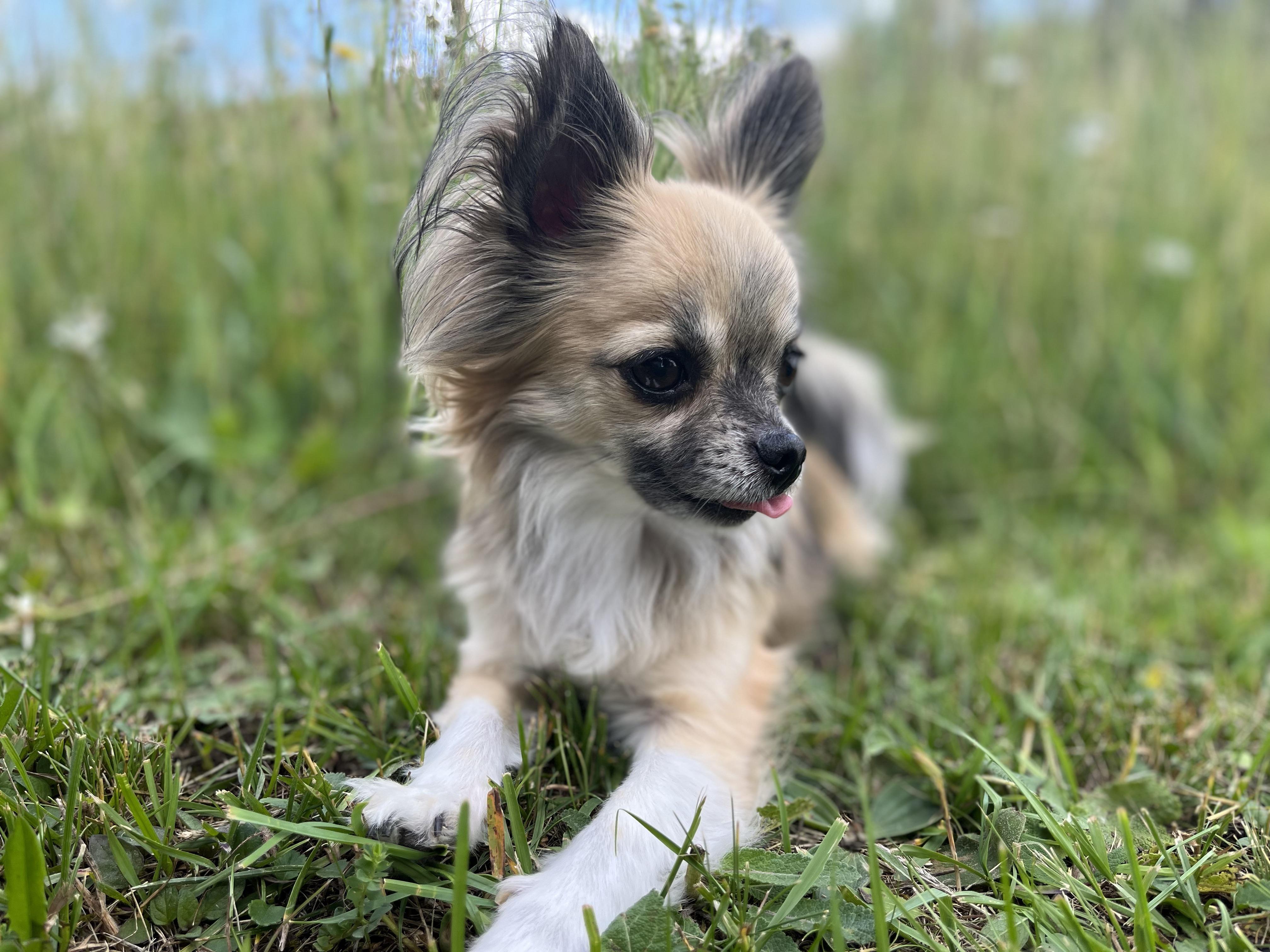 On our walk ☀️🌼