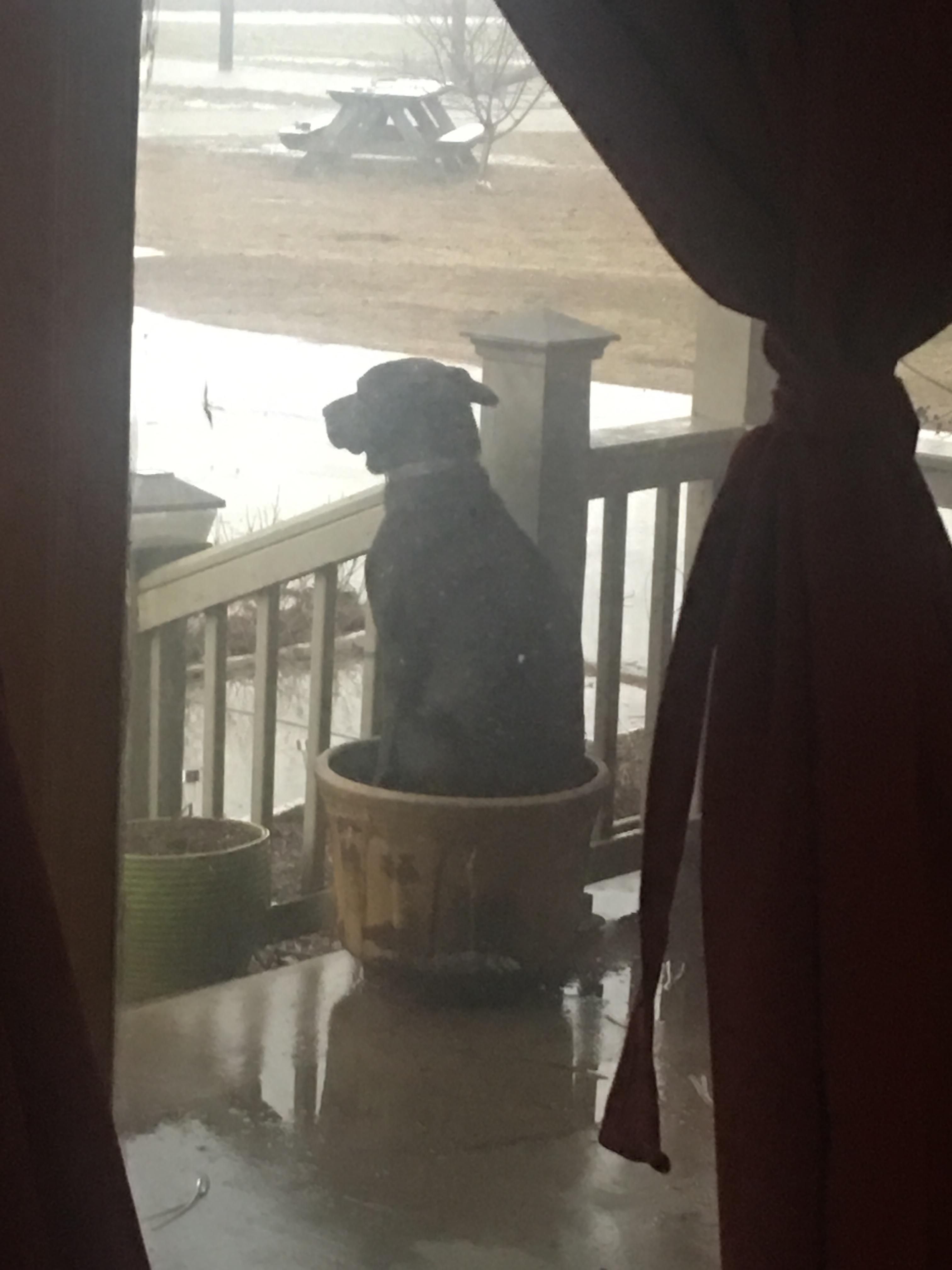A cute pibble mix black dog sitting inside a large wooden bucket on a snowy porch.