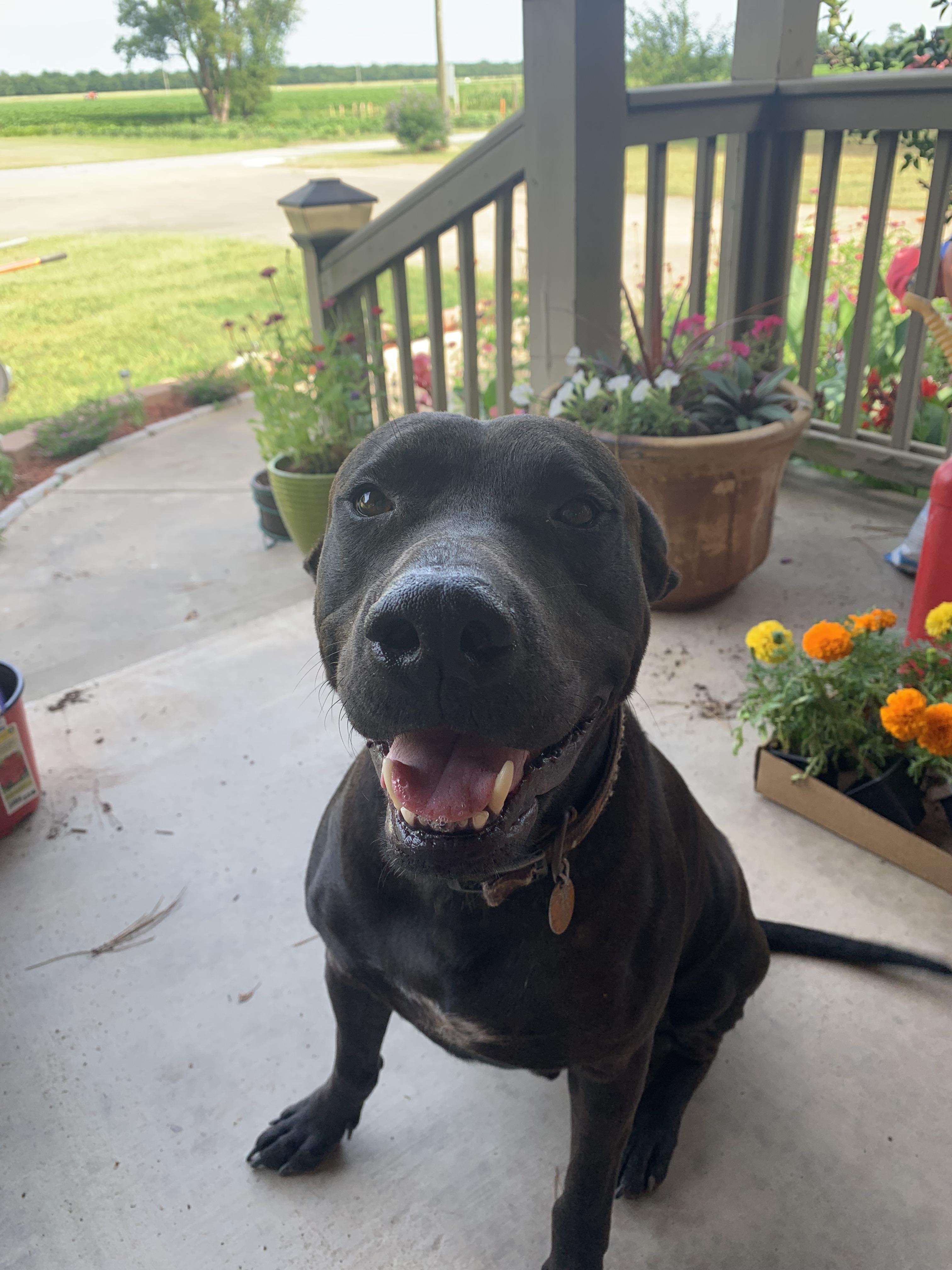 My flower pot pibble mix!