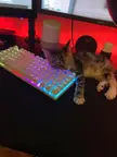 Keyboard cuddles