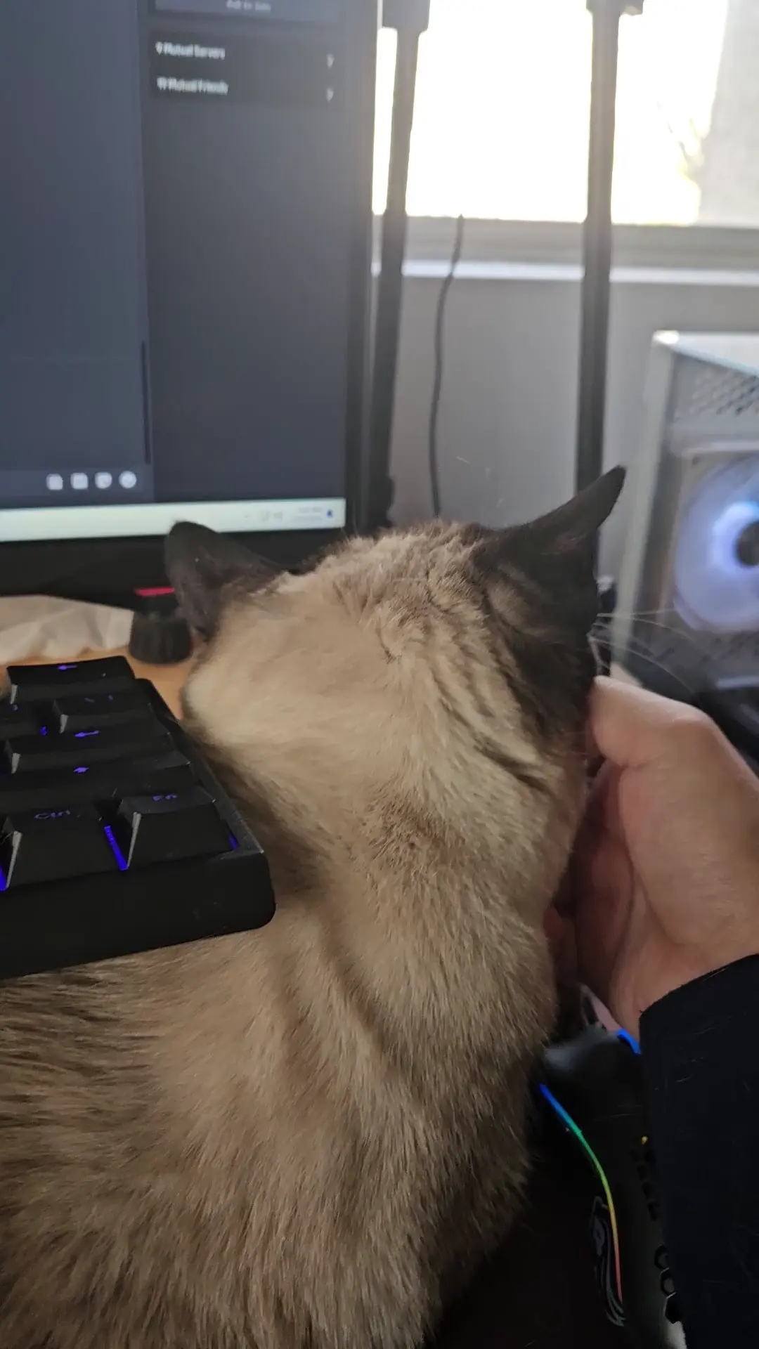 Keyboard on cat
