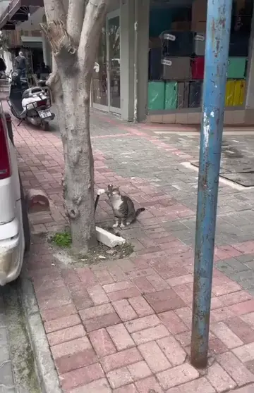 Kind human gives water to a stray cat