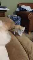 kitten.exe has crashed due to a run time error