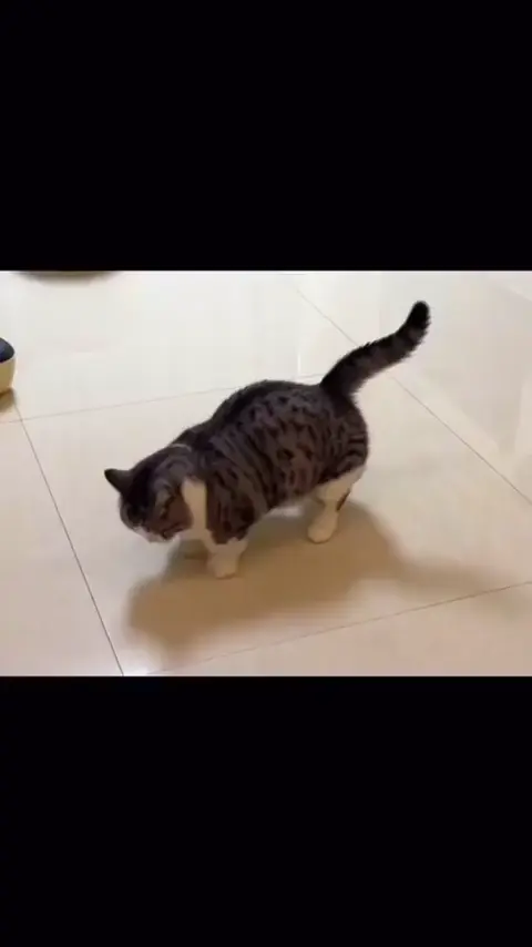kitten looking for worms