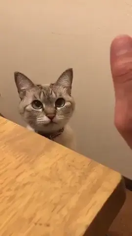 kitty high-five