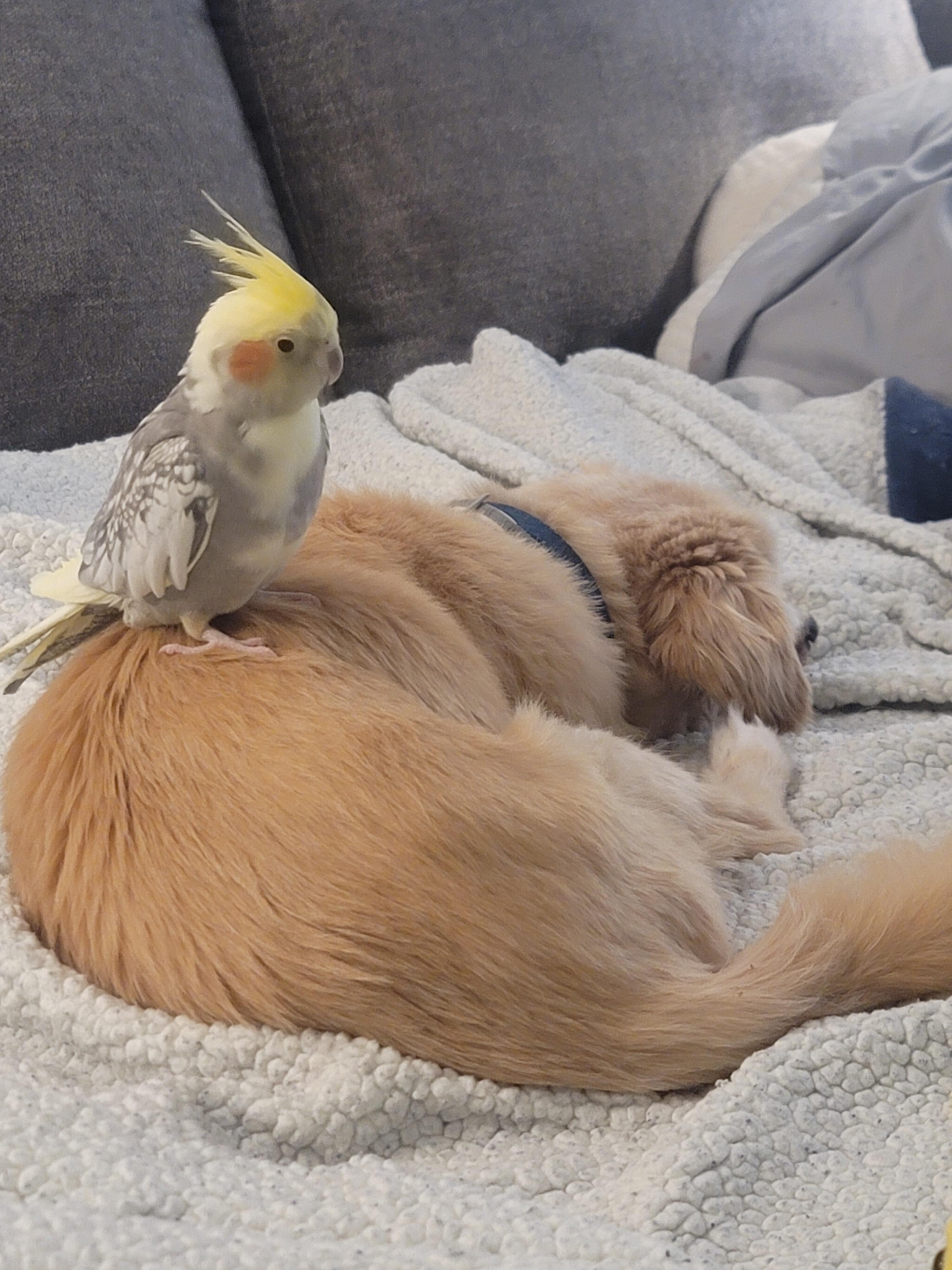 Mark the cockatiel perched on the back of a golden retriever on a grey couch with a white blanket