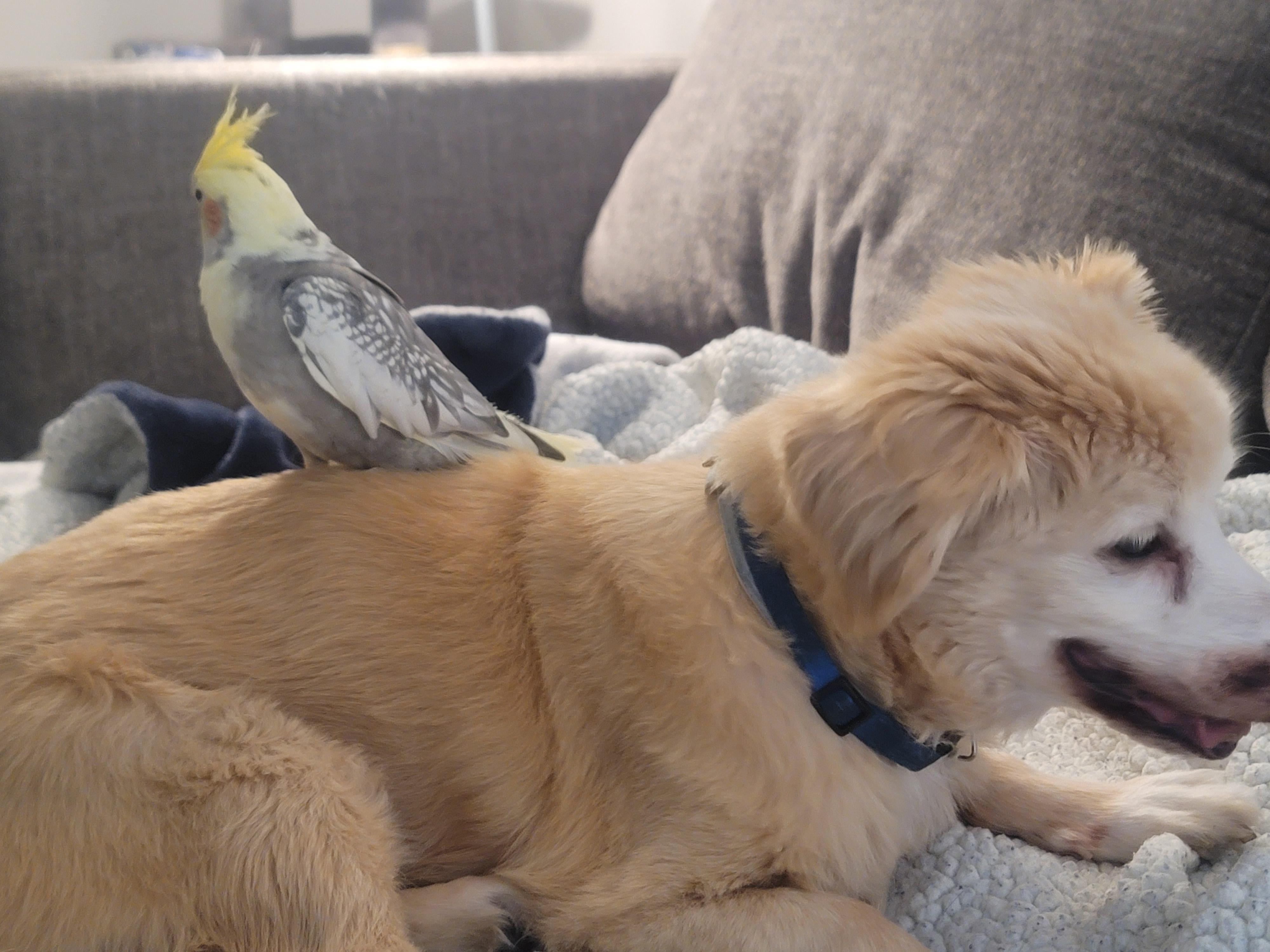 Mark the cockatiel perched on the back of a golden retriever on a grey couch with a white blanket