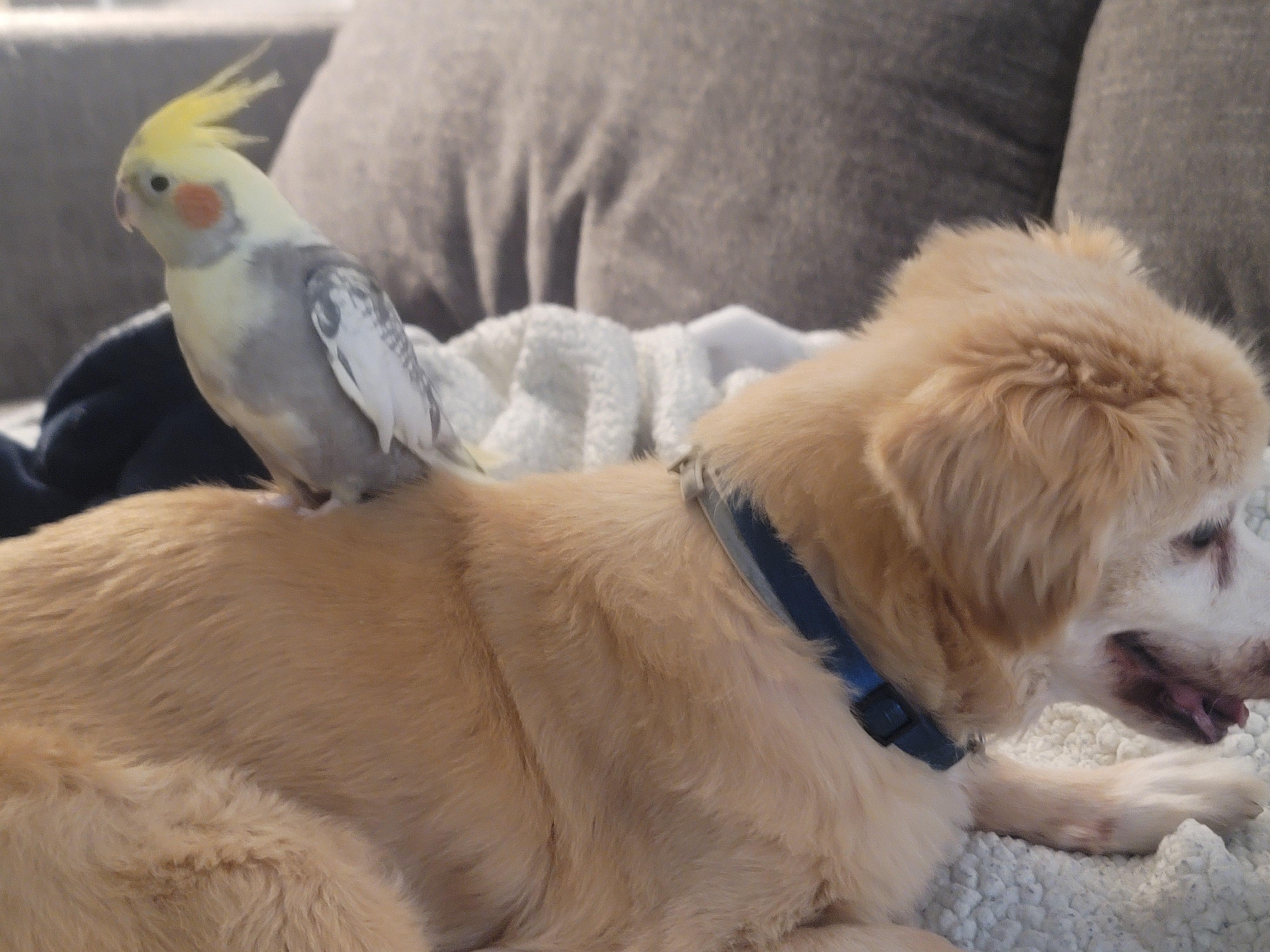 Birdsitting this week. Meet Mark!