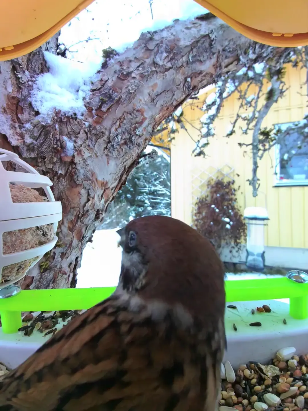 Kung-fu fighting (squabble-cuddle)