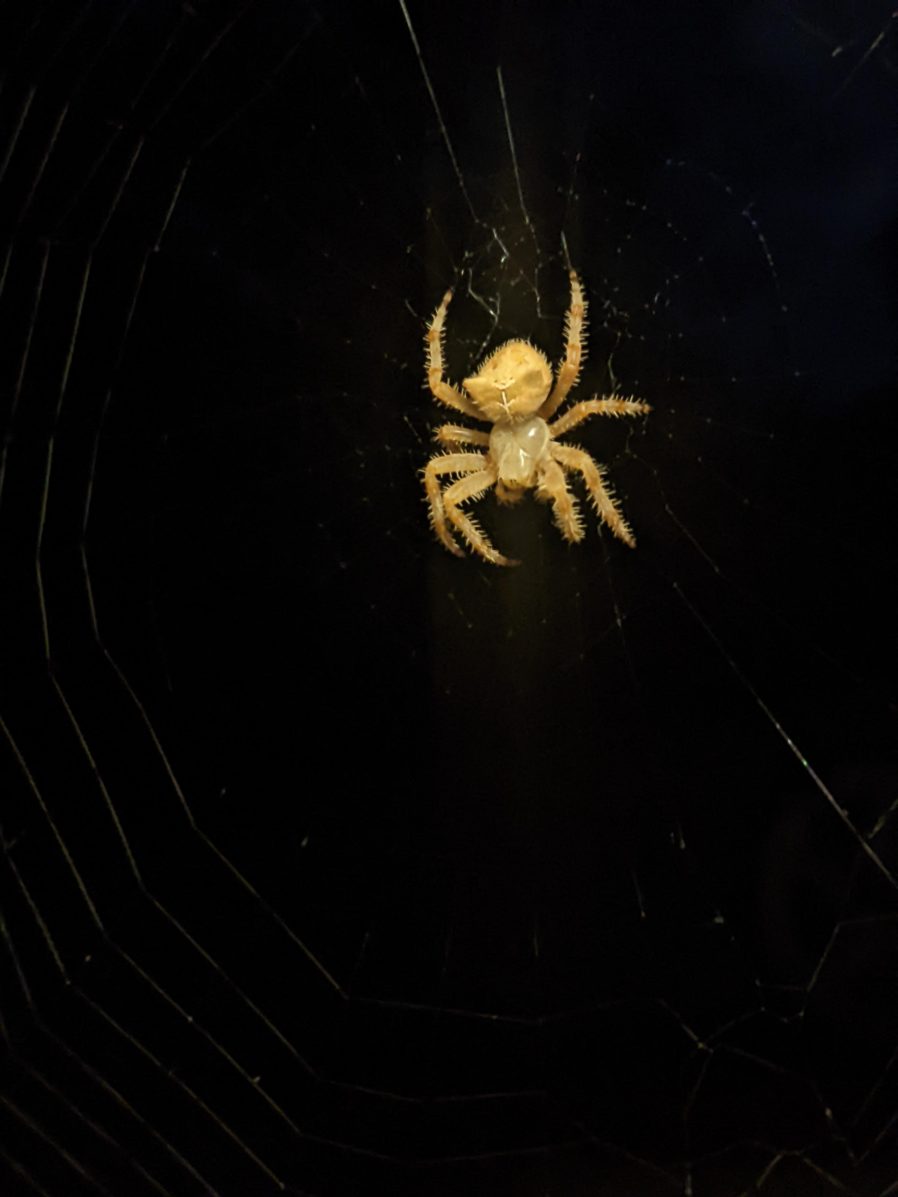 Translucent Orb Spider Tell me about this orb weaver that turned translucent, and her mate ...