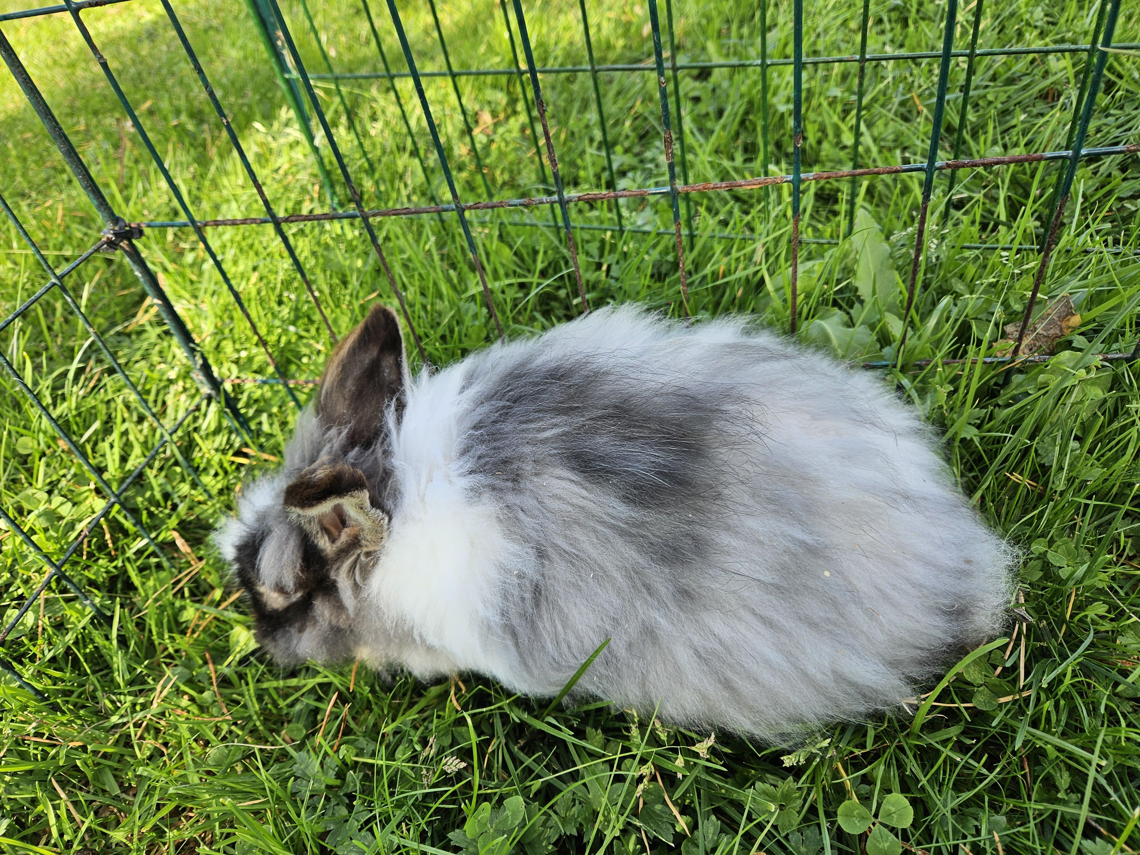 Rabbit with weird fur | Scrolller