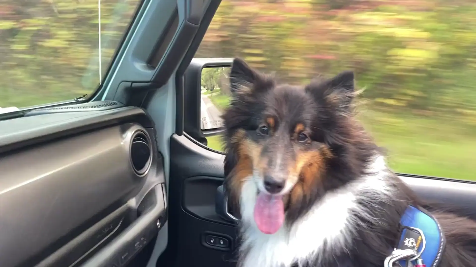 Lady Bug enjoying our new Jeep
