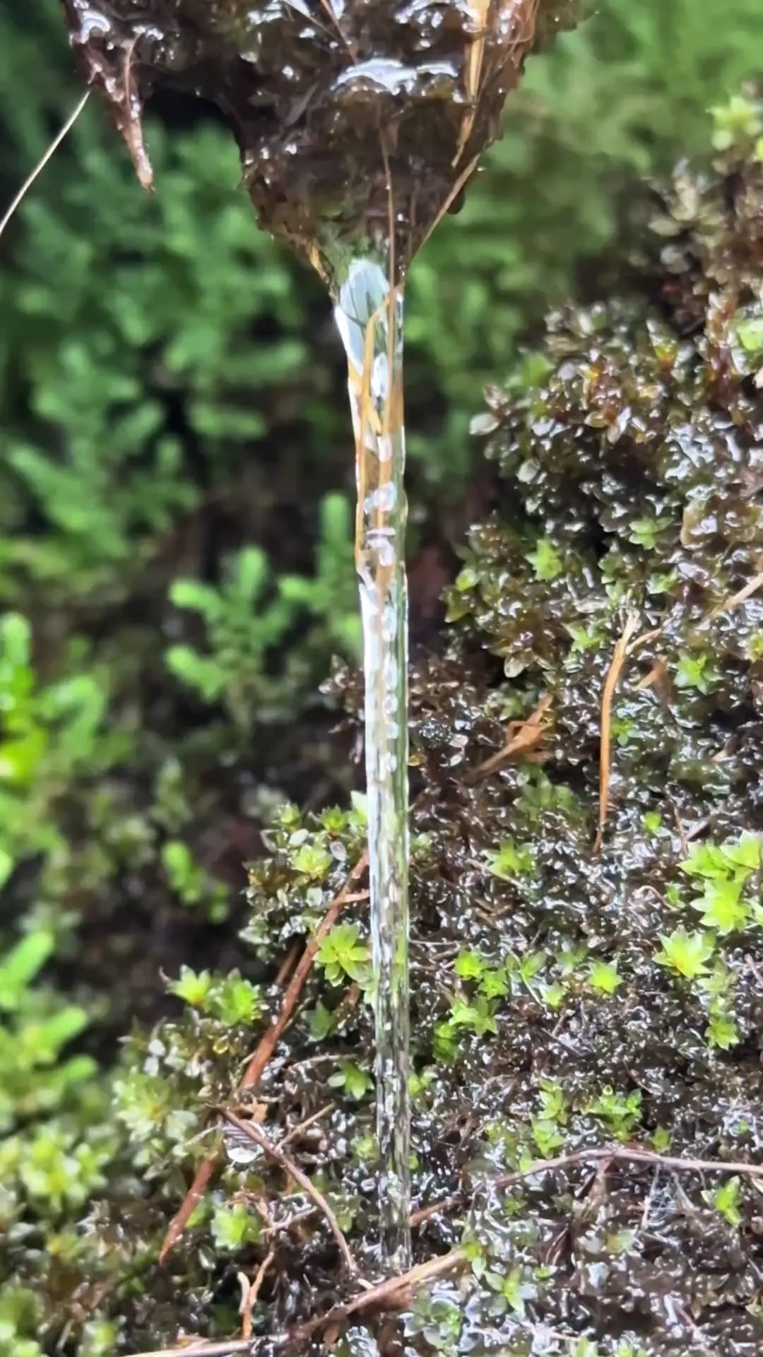 Laminar flow in nature