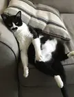 Lazy Tux 