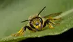 Leaf-cutter bee [OC]