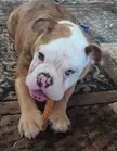 Leia the bulldog 