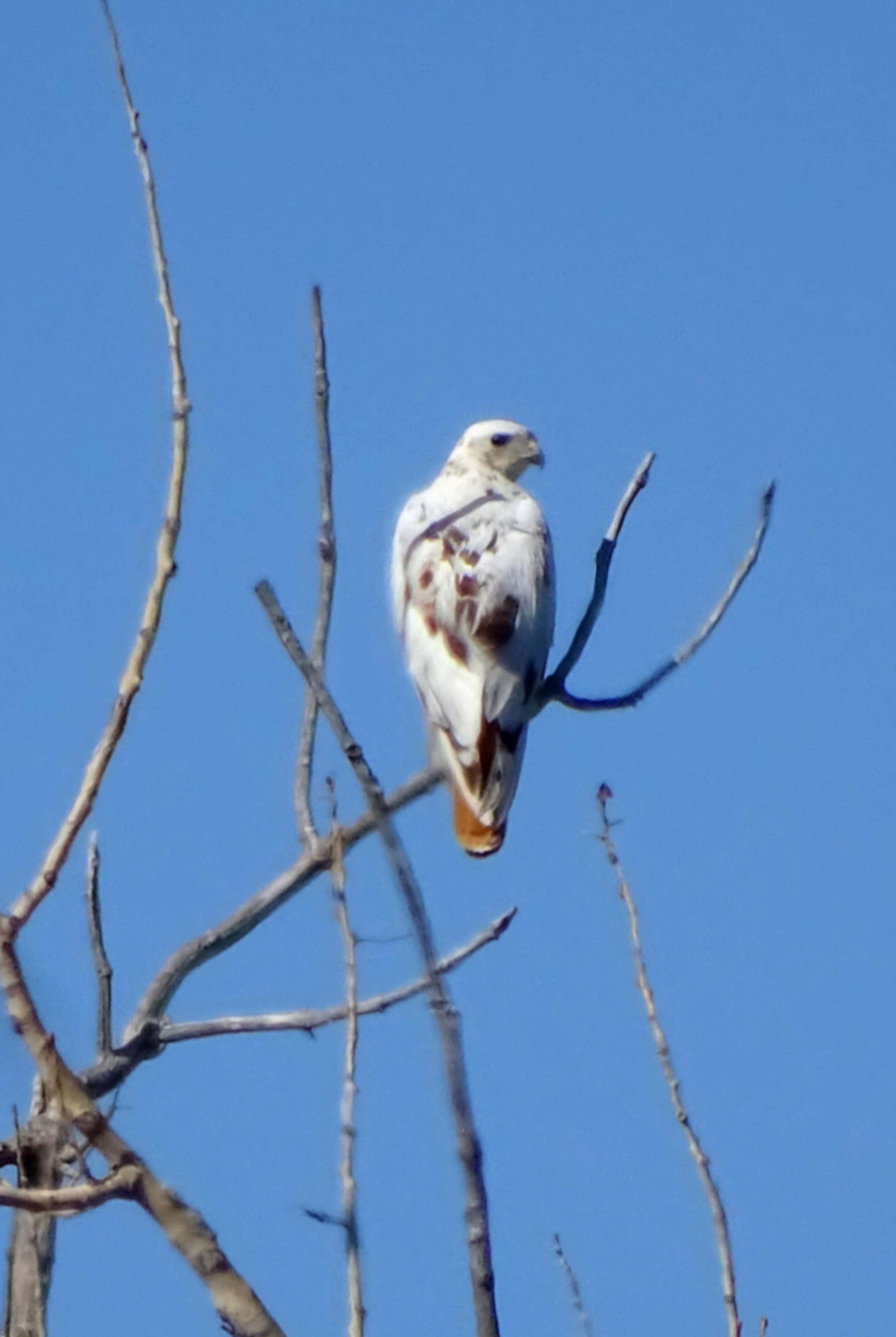 Leucistic red-tailed hawk I spotted in North Longmont. | Scrolller
