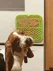 Licky pads kick peanut-butt-er. 🐶 👅 