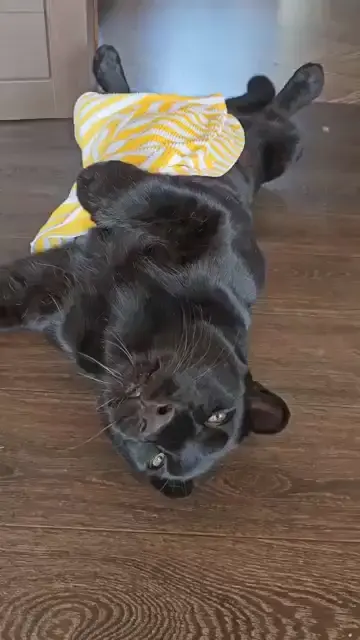Lil cat 