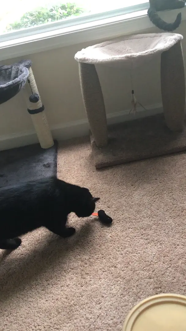 Lil spooked Stanley