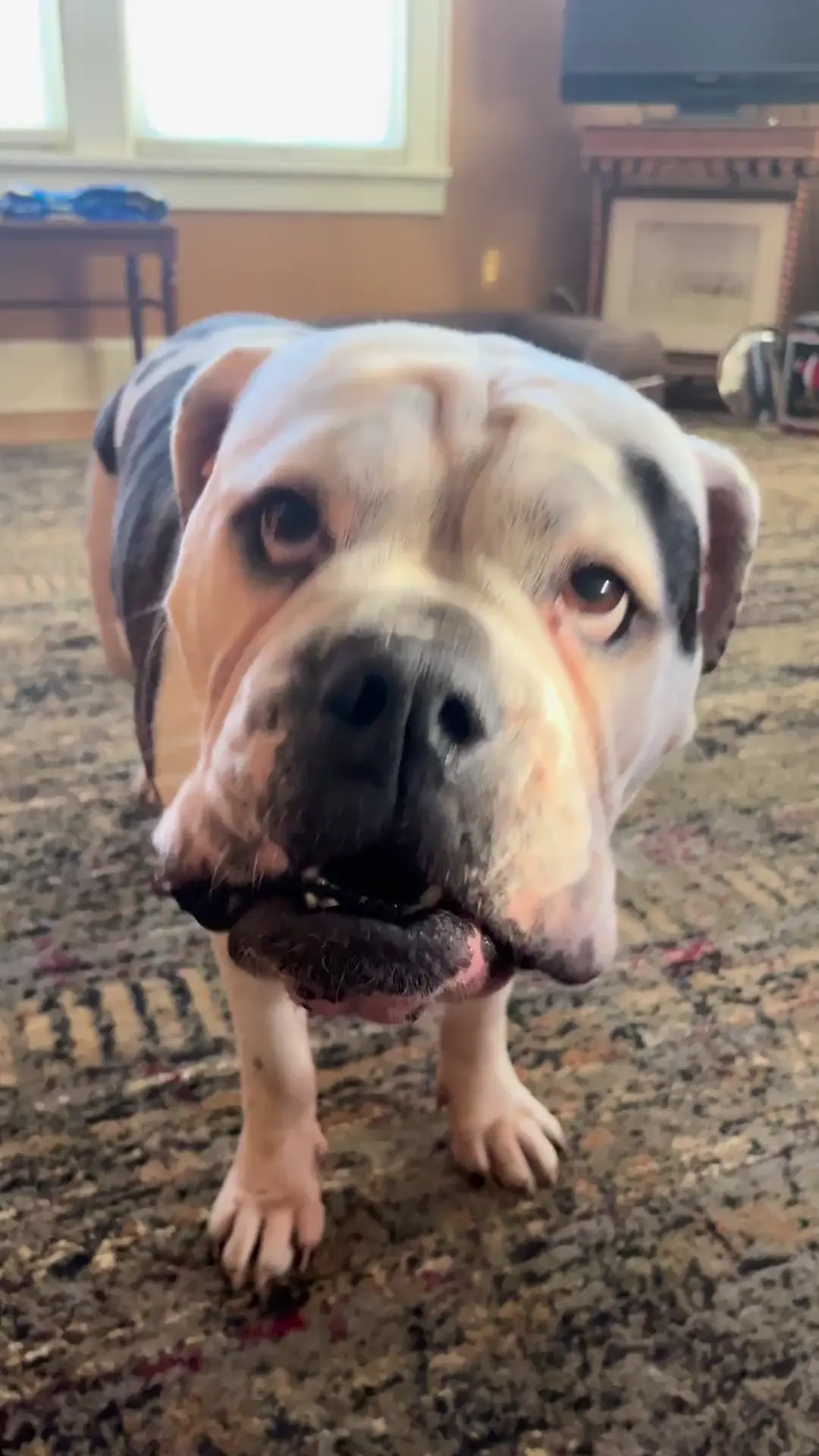 Lily turns 6 today