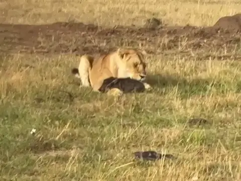 Lion Having light snack | Scrolller