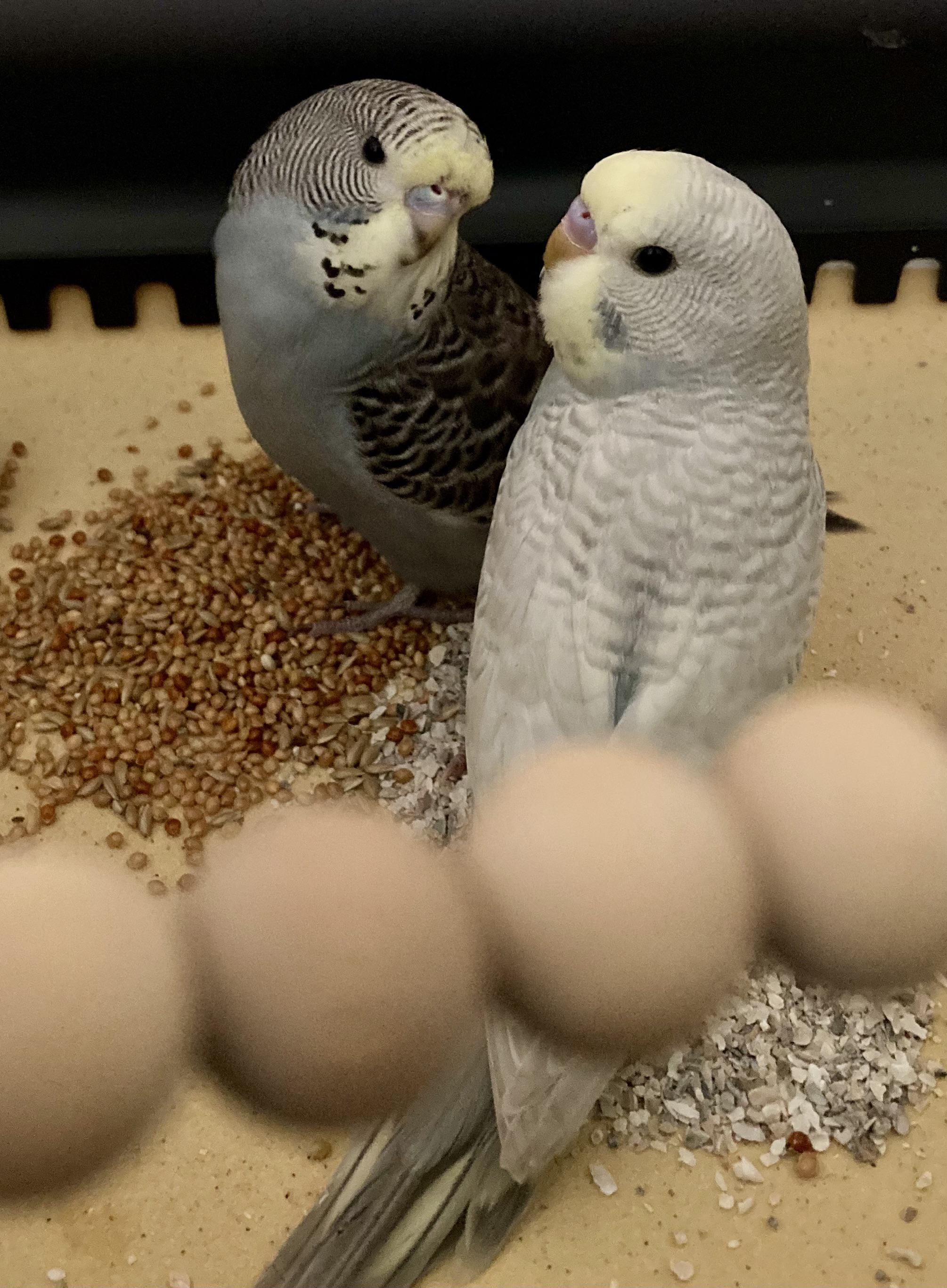 Little Birbies