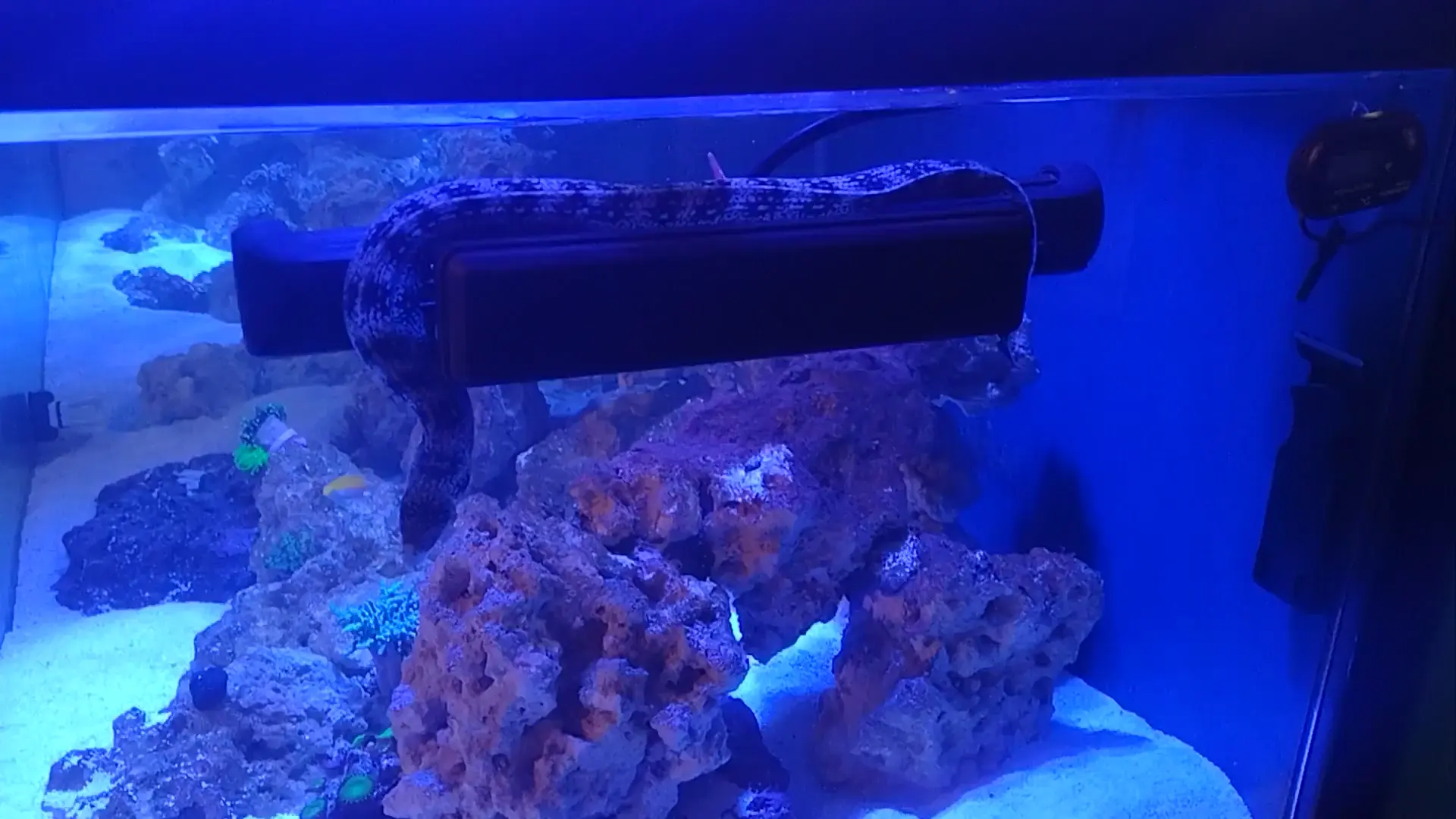 Little hawkfish playing with fire