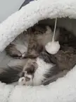 Little pink beans