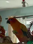 Little stinker celebrating her victory in stealing a grape from the table as I'm eating them and watching Netflix 
