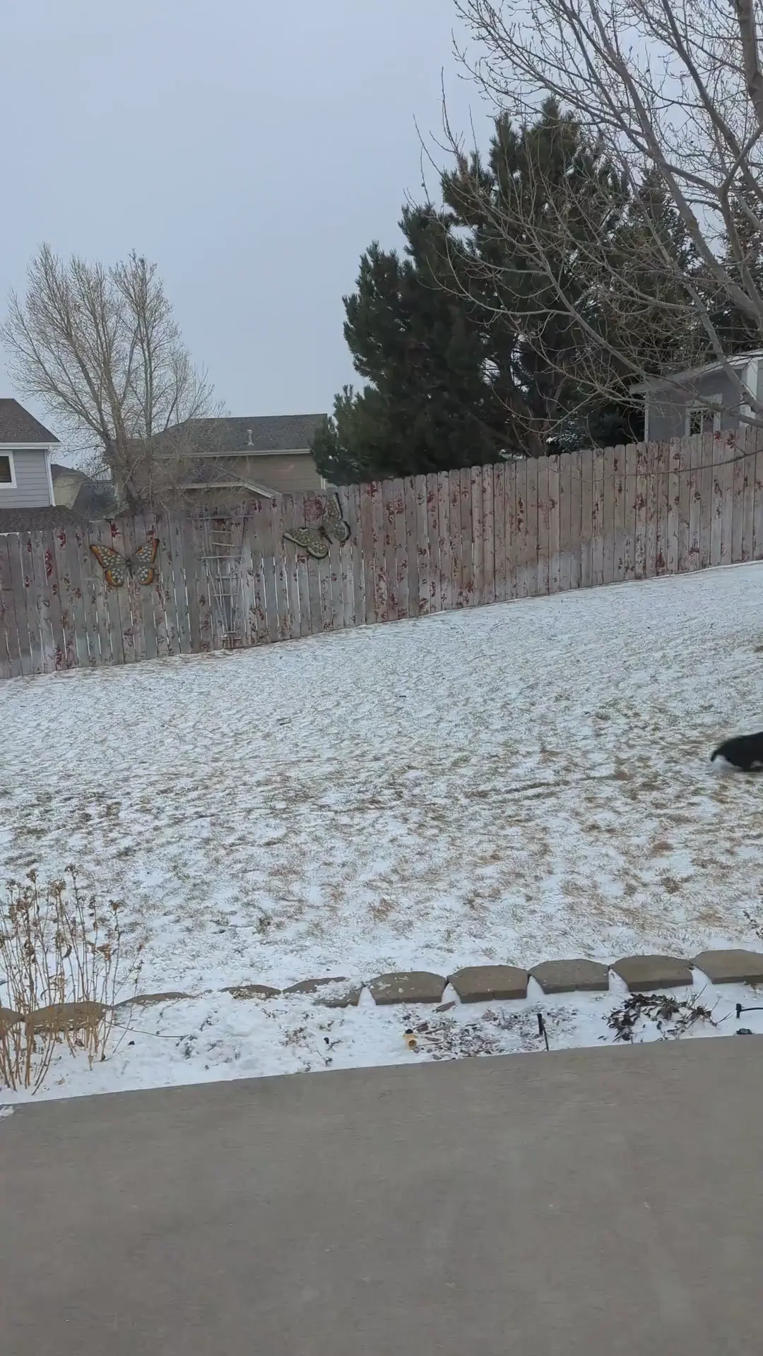 Little zooms