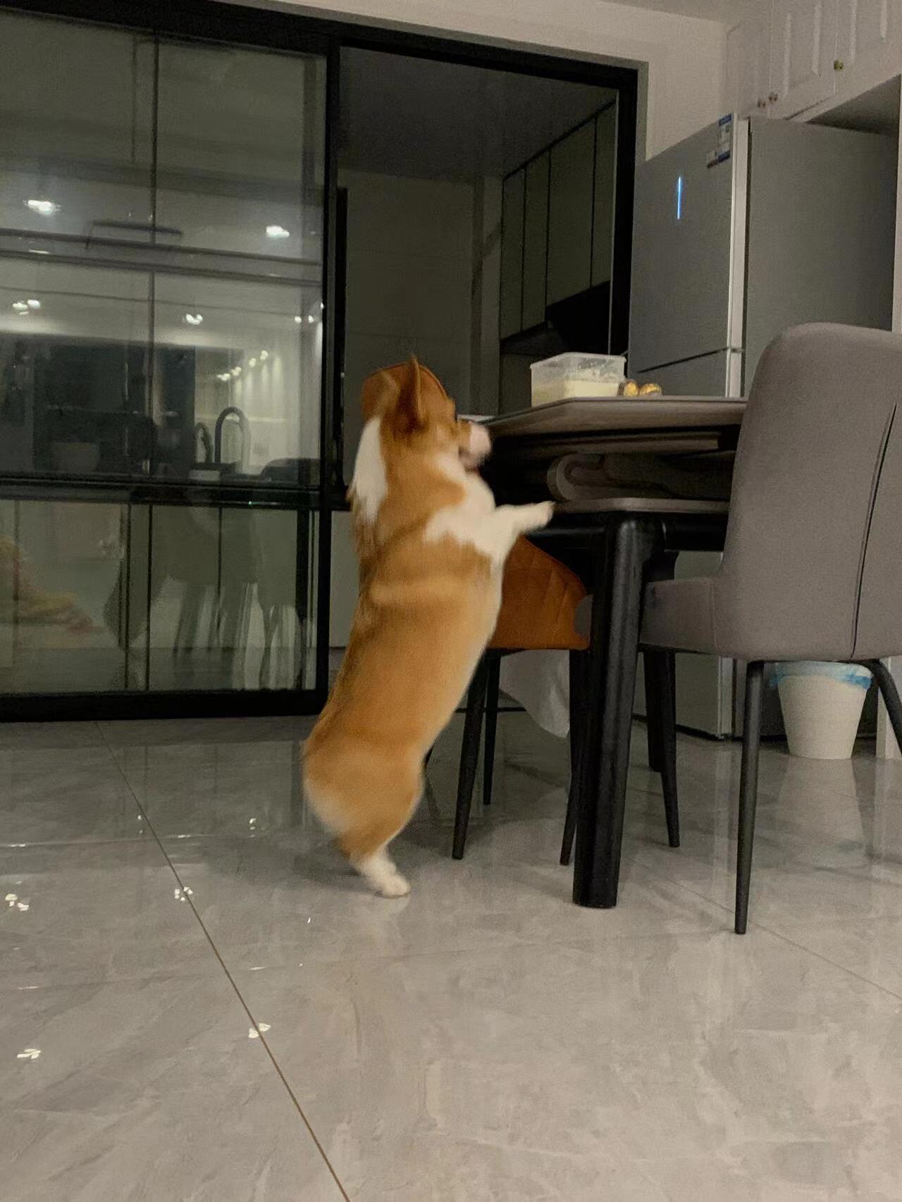 Caught A Little Dog Stealing Food Scrolller