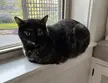 Loaf chilling in the sill