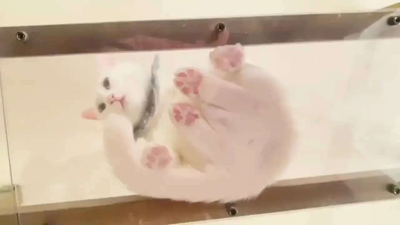 Loaf or marshmallow?