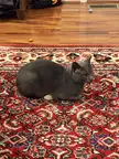 Loaf post last nights jailbreak