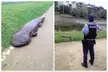 Locals called the police when a monster climbed out of Kamogawa River in Kyoto. It was actually a giant salamander.