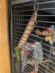 Loki the "super tube birb"