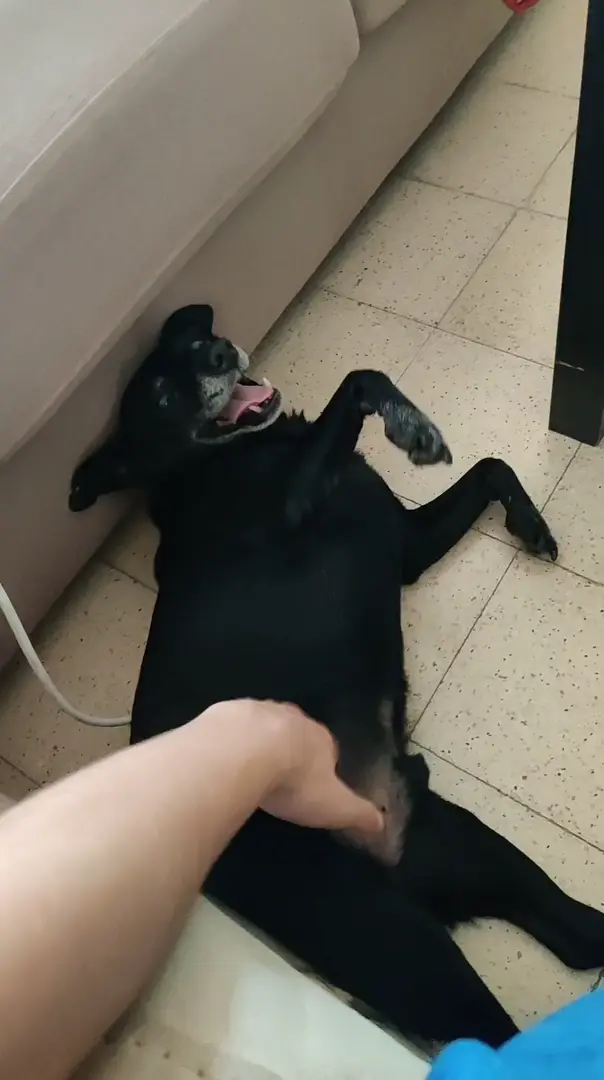 Loki's mood changes when someone knocks on the door