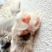 Look at the heart jellybean my 4 legged niece has.