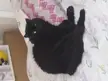 Look at this phucking ninja(maxamillion) lounging about like he pays rent
