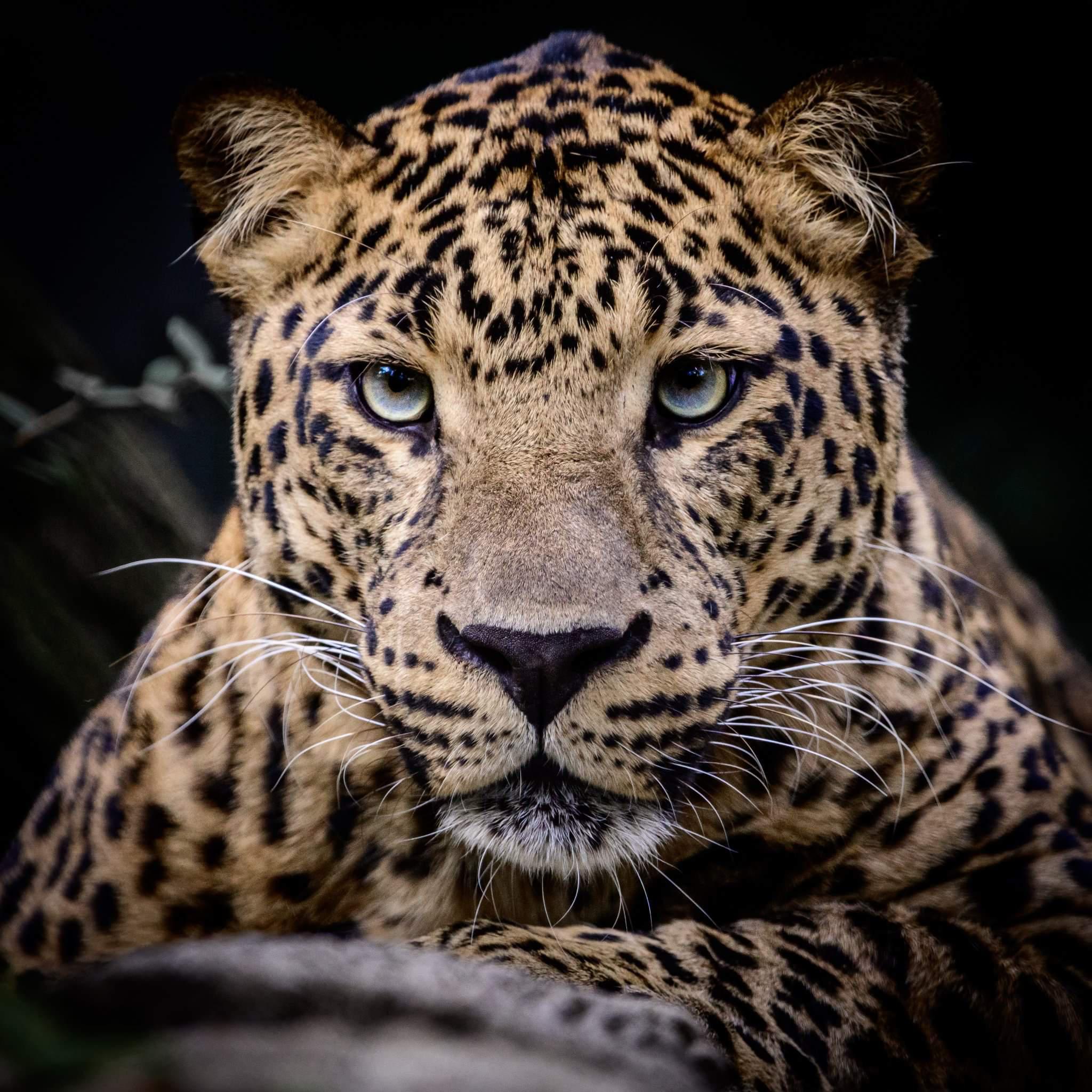 Look deep into my eyes...