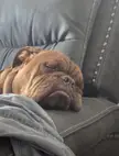 Look how peacefully my dog is sleeping 