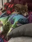 Look of betrayal 