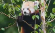 redpandas
