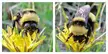 Lost in the sauce! The yellow-banded bumble bee (Bombus terricola), like other bumblebees, is capable of "buzz pollination," which is vital to many plants, including potatoes. Pollen is held firmly by the anthers on the flower and must be shook loose by the buzz.